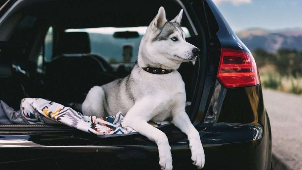 checklist para viajar con mascotas normativa 2026