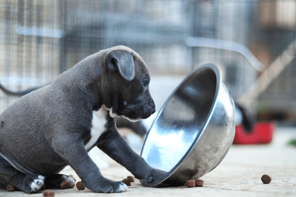 Comparación de piensos para perros: tipos de alimentación y marcas conocidas