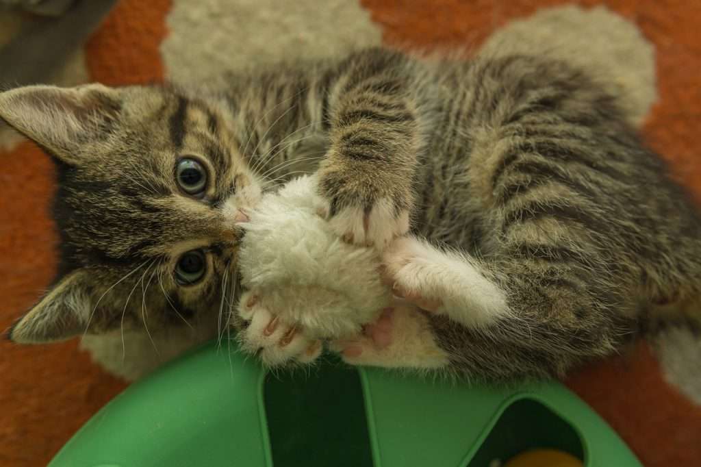Hogar ideal para gatos