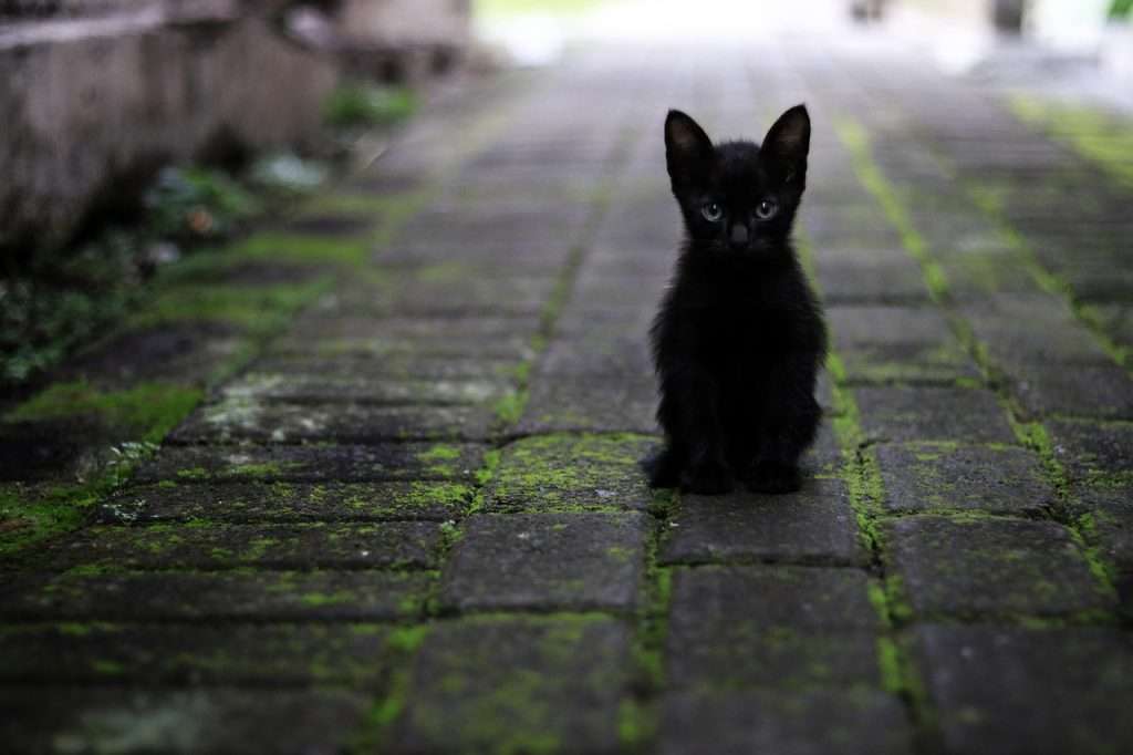 ¿Adoptar o comprar? Beneficios de adoptar una mascota