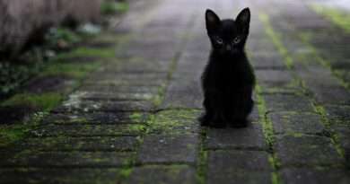 ¿Adoptar o comprar? Beneficios de adoptar una mascota