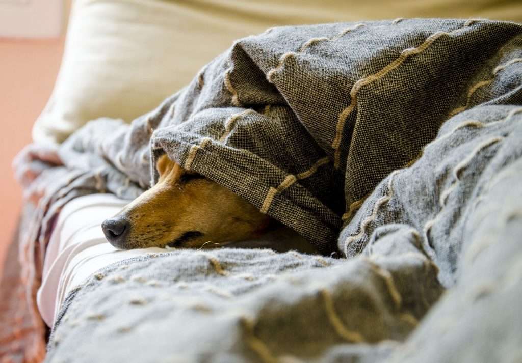 Anemia en mascotas: causas, síntomas y tratamientos
