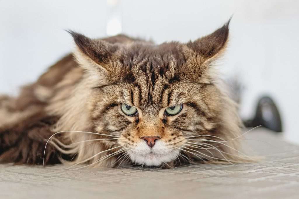 Obesidad en gatos: causas, consecuencias y cómo prevenirla