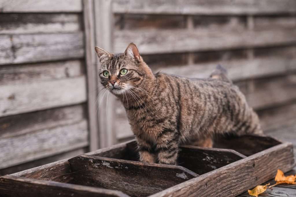 Guía completa para la alimentación de gatos: lo que necesitas saber