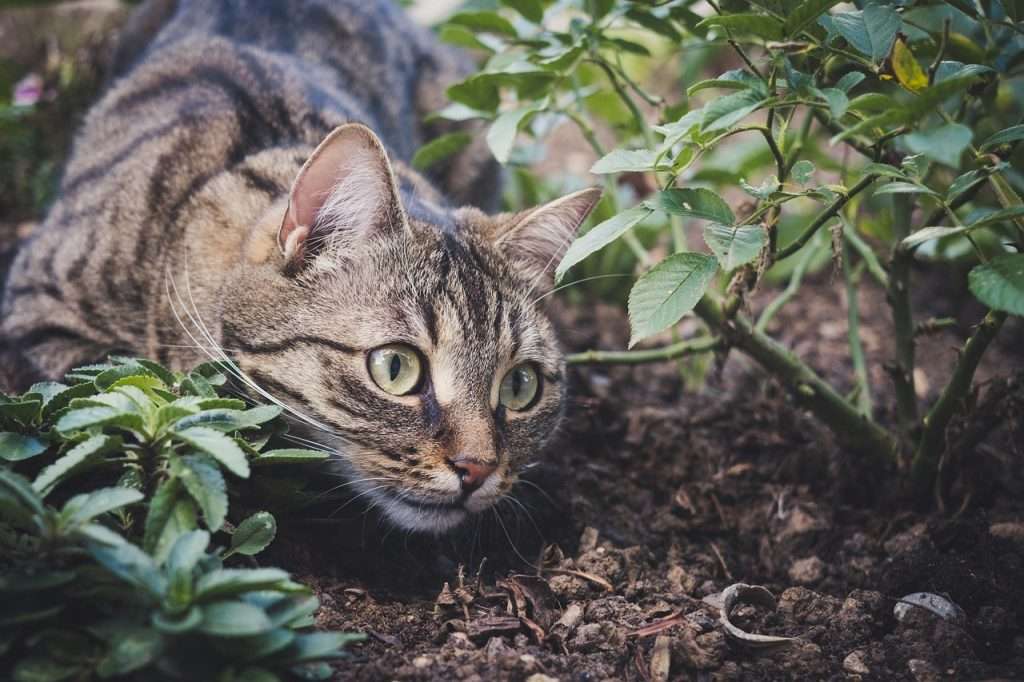 dieta barf para gatos