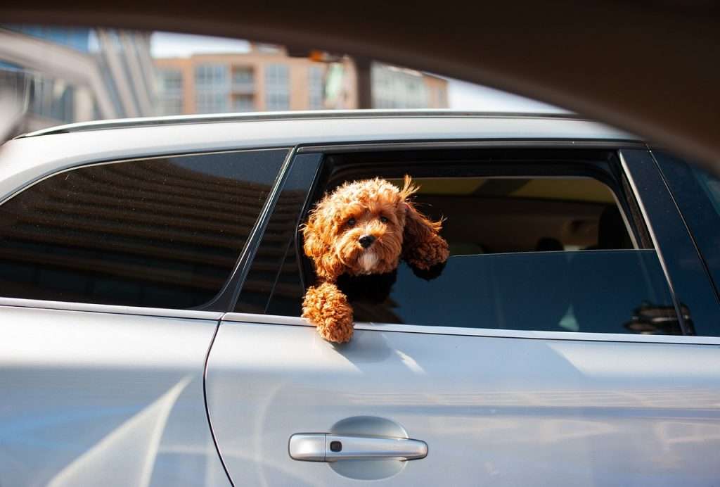 Viajara en coche con tu mascota