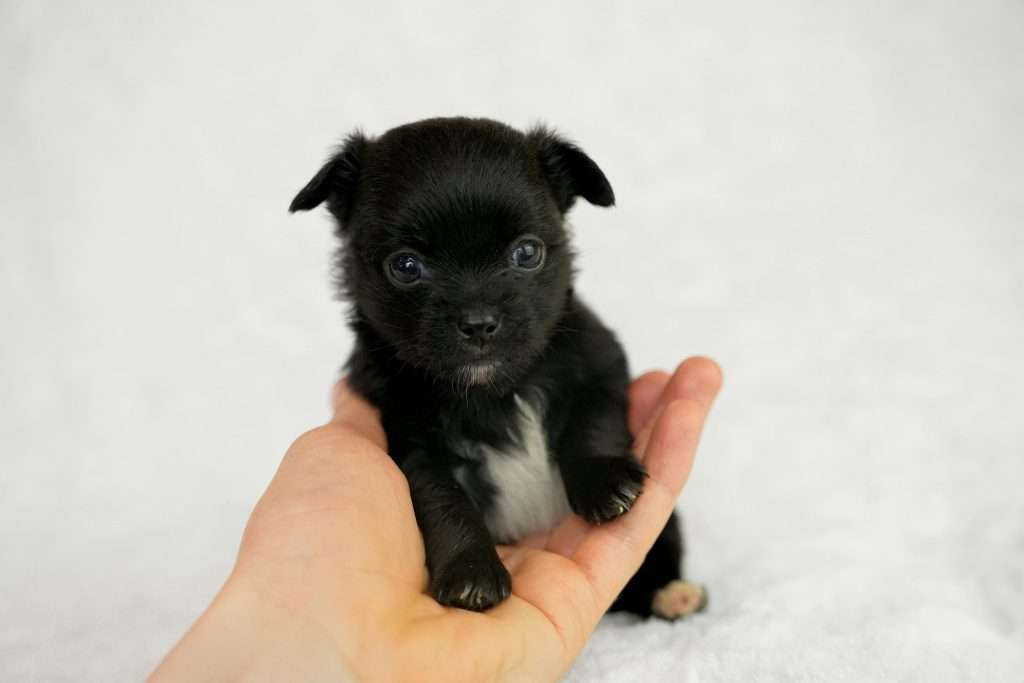 Consejos para la adaptación de un nuevo cachorro en casa