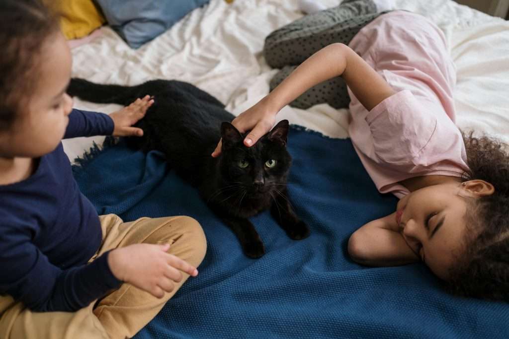 adiestramiento positivo en gatos