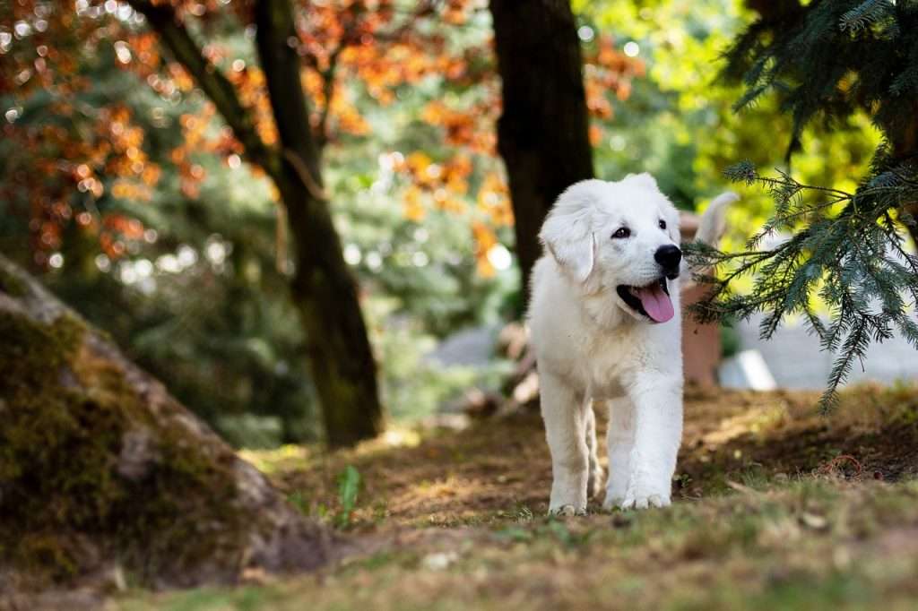 Año Nuevo con tu perro