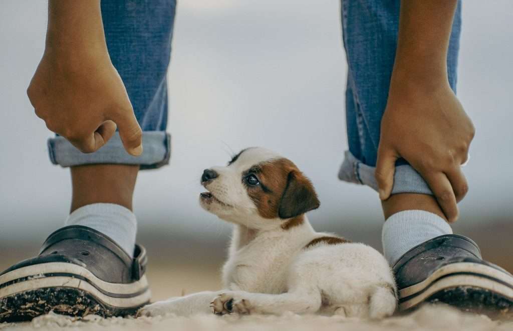 metas saludables para tu perro