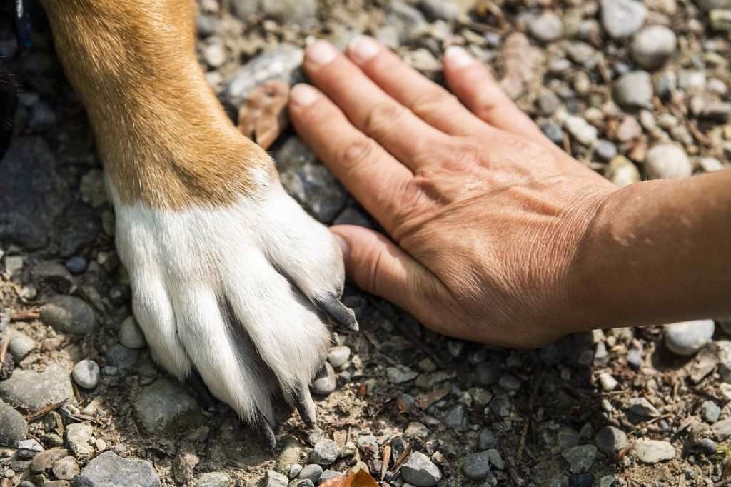 relación entre humanos y mascotas