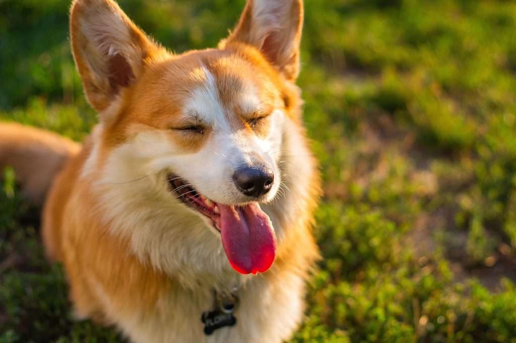 Cuidado de mascotas en primavera