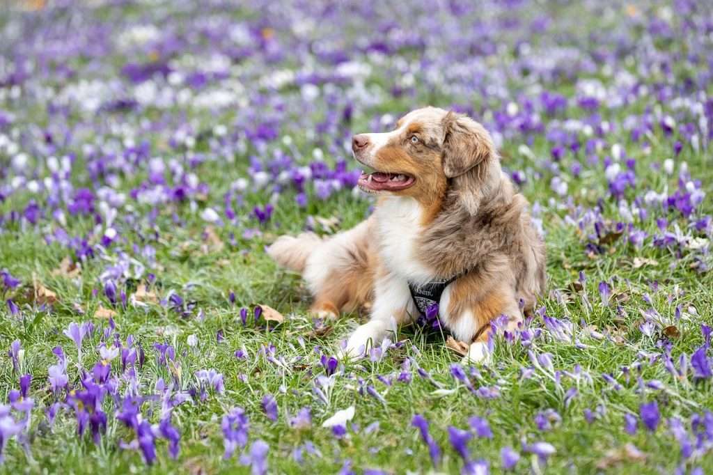 barf para perros en primavera
