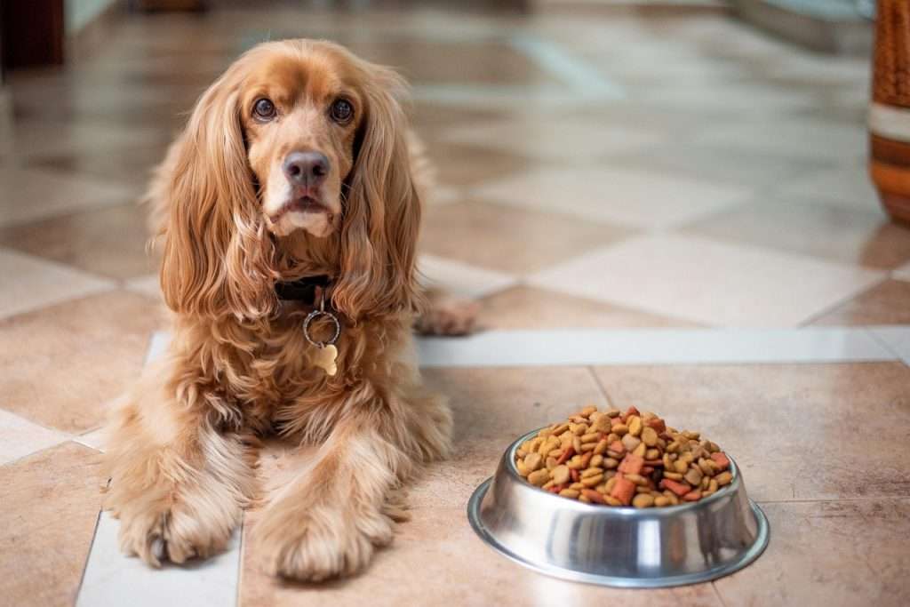 Piensos sin gluten para perros