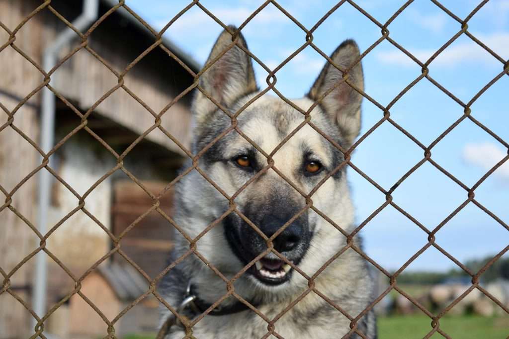 Adopción responsable