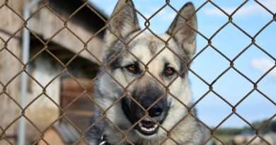 Adopción responsable