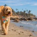 Accesorios para perros con personalidad